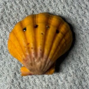 Elegant Sunrise Shell pendant in Yellow and Brown. Colored stones set into shell